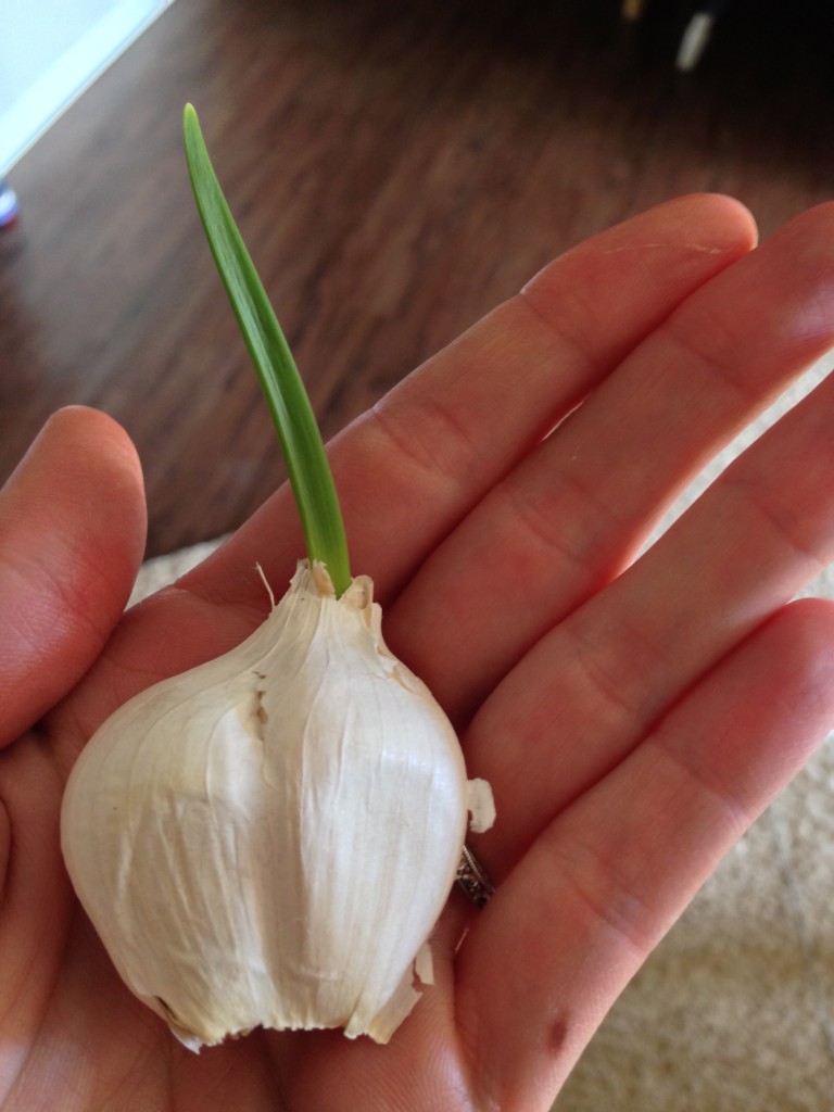 Garlic problems
