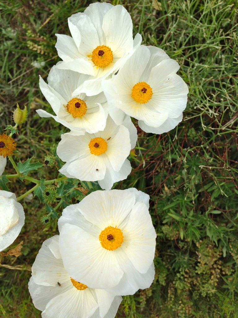 Wild Flowers at Green Mountain