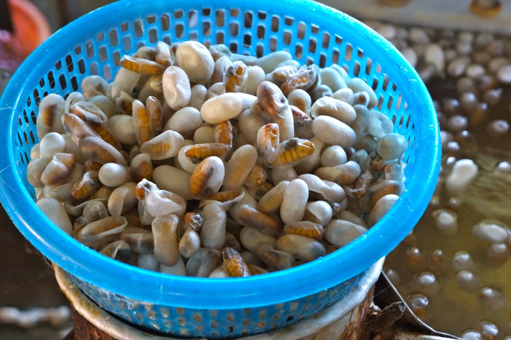 Silk worms for the eating