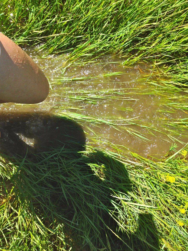 Running through the marsh