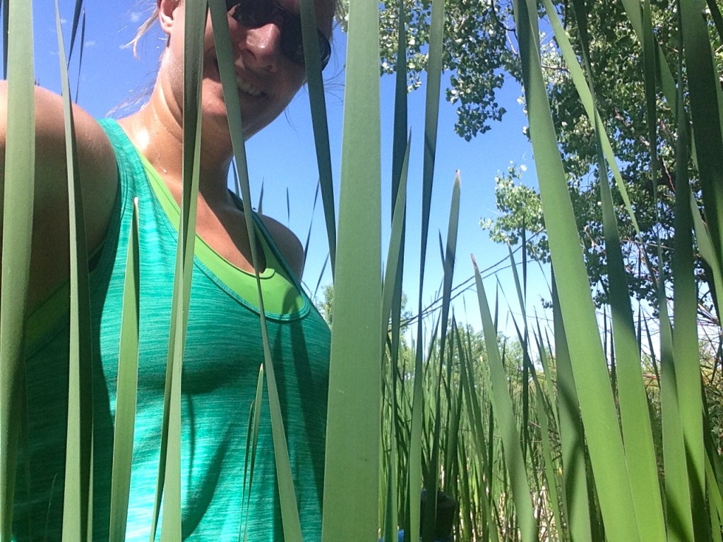 In the reeds