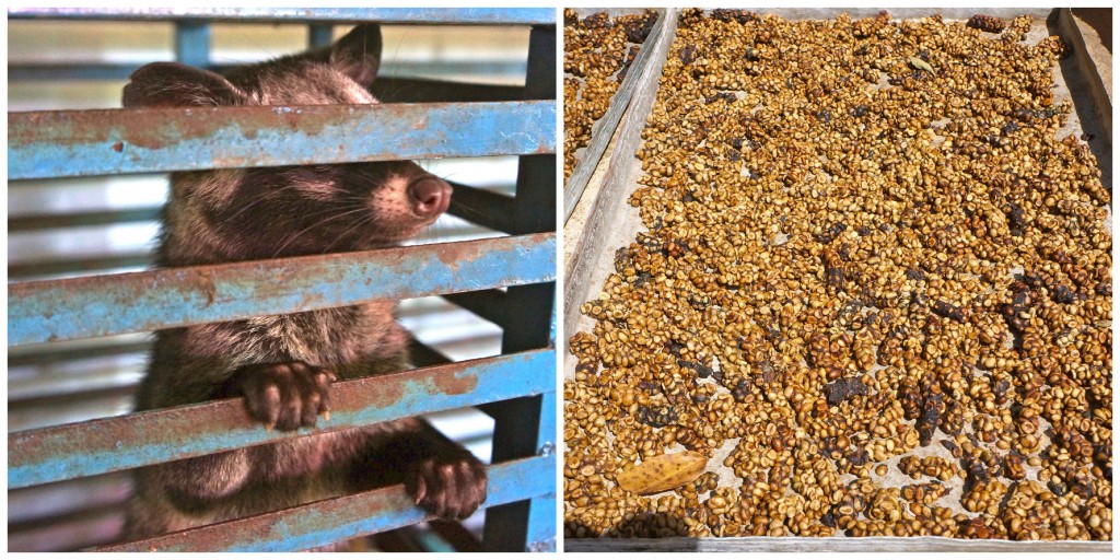 Weseal and his drying pooped coffee beans