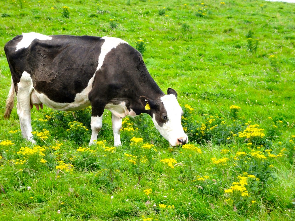 Cow
