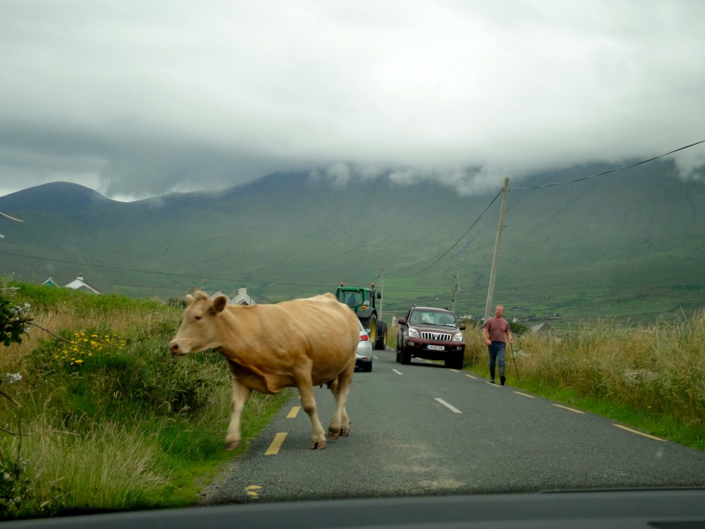 Runaway cow