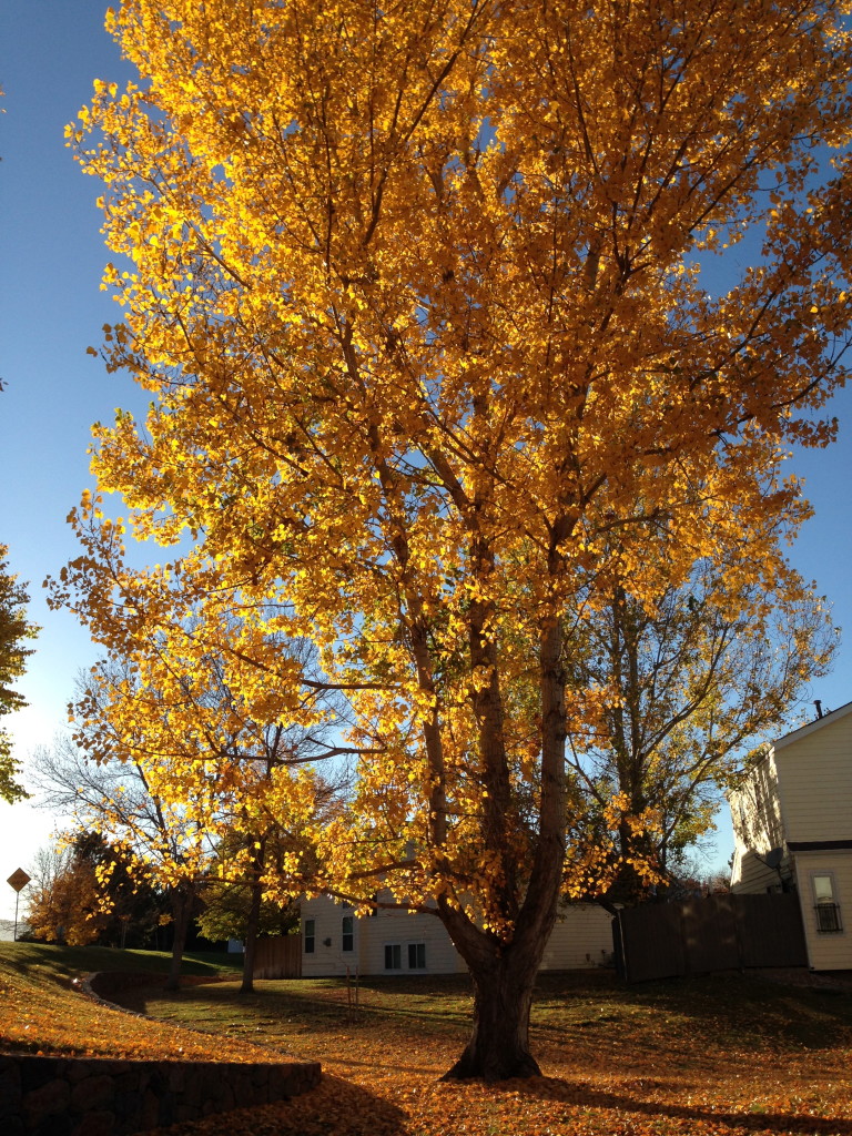 In the backyard of the house