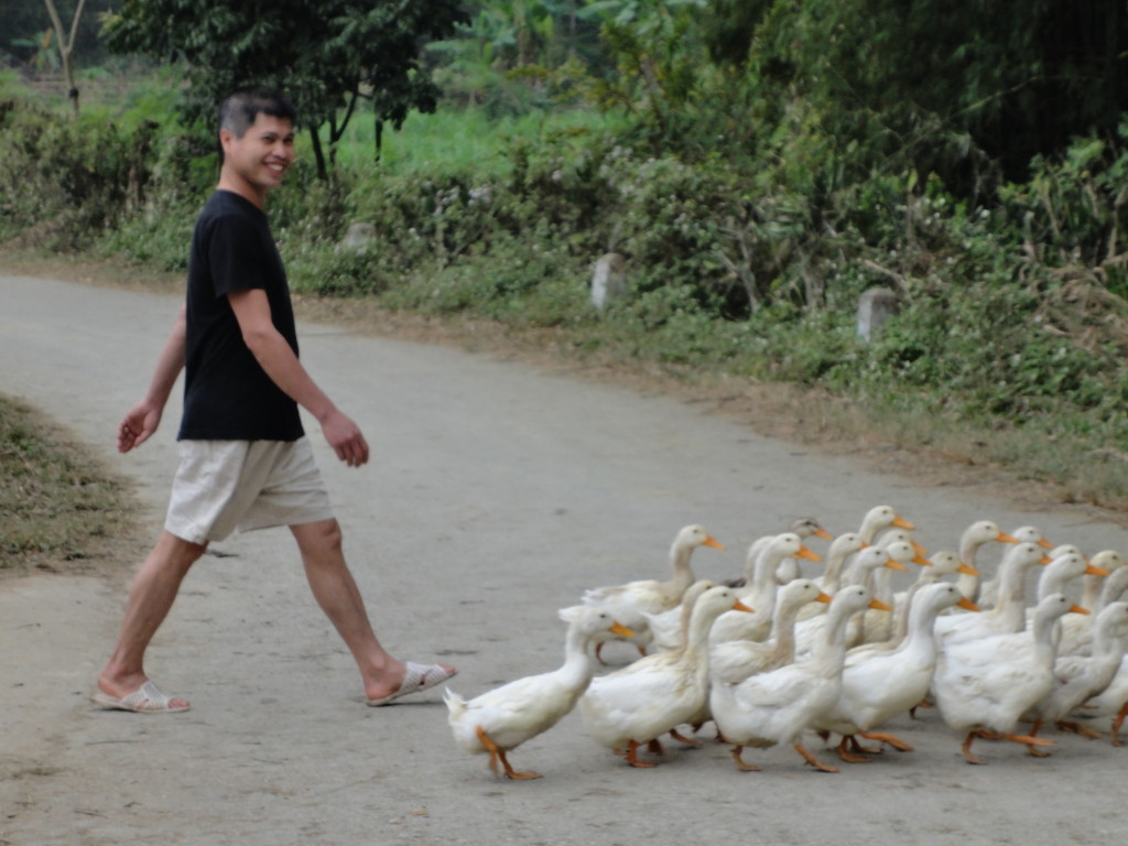 A man and his ducks