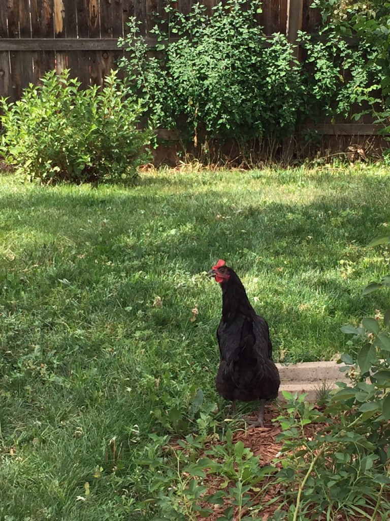 Escaped Chicken