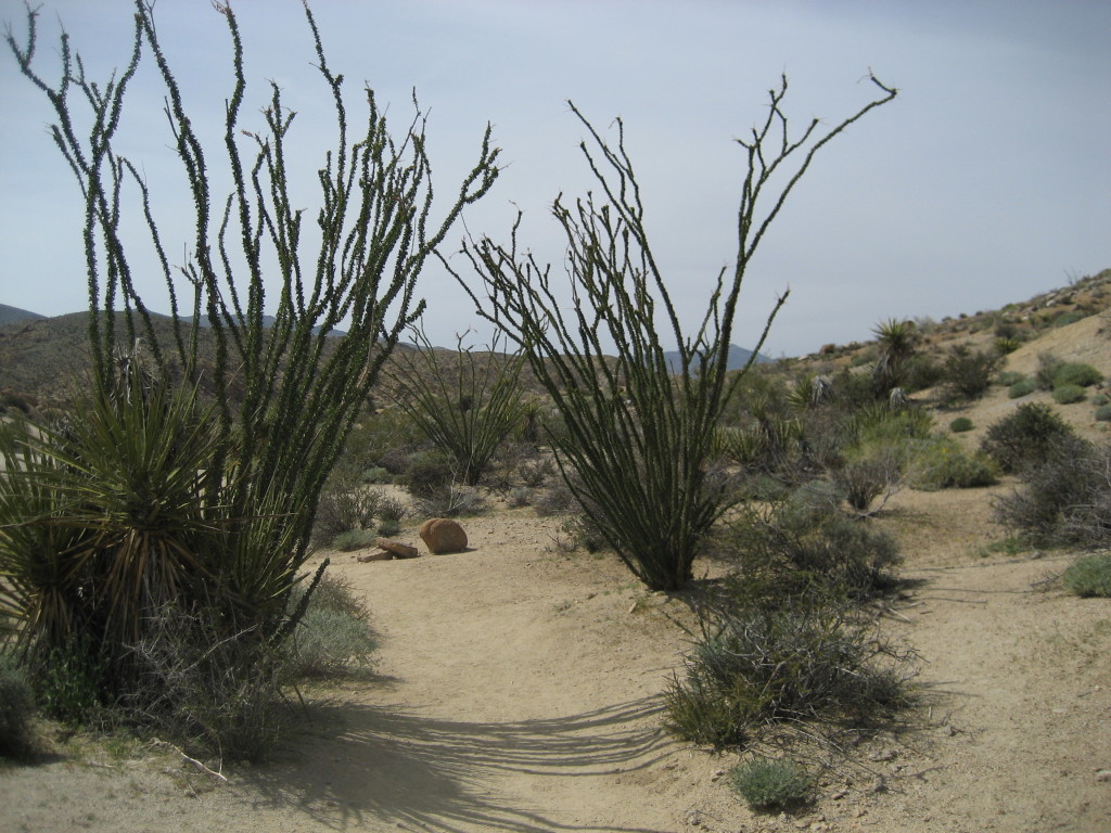 Joshua Tree - Ocotillo
