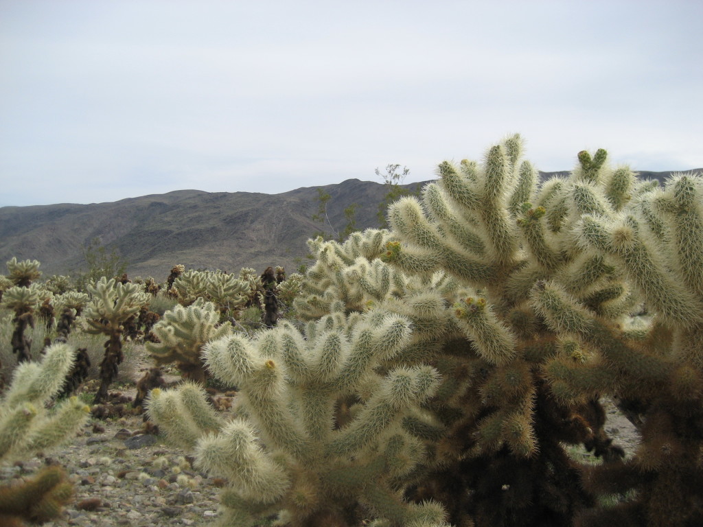 Joshua Tree - Teddy Bear Cactus