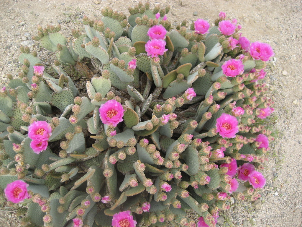 Joshua Tree - Blooming Prickly Pear