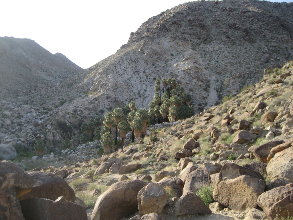 Joshua Tree - 49 Palms Oasis