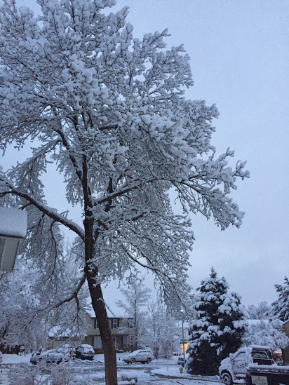 Snow on a tree in the early morning