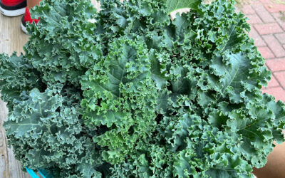 Eat More Greens: 22 Kid-Friendly Ideas